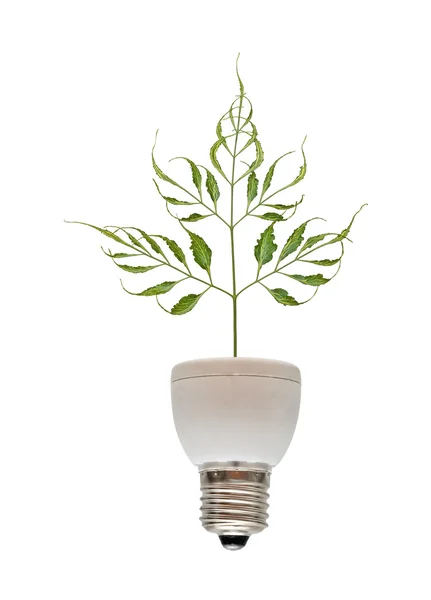 Árbol que crece desde la base de la lámpara fluorescente —  Fotos de Stock