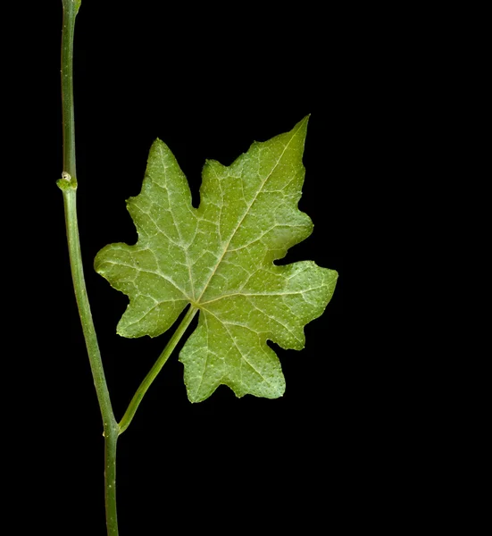 검은 배경에 고립 된 잎 — 스톡 사진