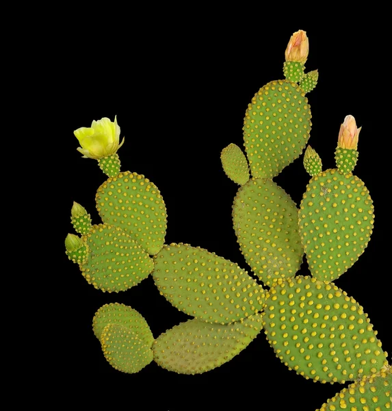 Opuntia cactus isolado sobre fundo preto — Fotografia de Stock