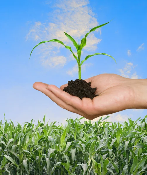 Landwirt präsentiert Maiskeim als Geschenk der Landwirtschaft — Stockfoto