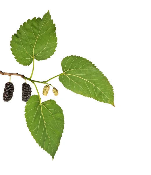 Black mulberries isolated on white background — Stock Photo, Image