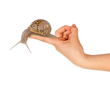 Snail on finger clipart