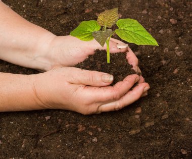 Planting a paulownia sapling clipart