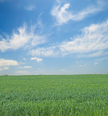 Wheat field clipart