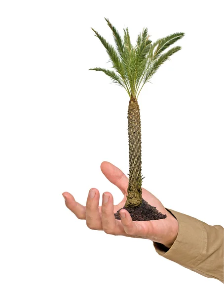 Пальма в руке — стоковое фото