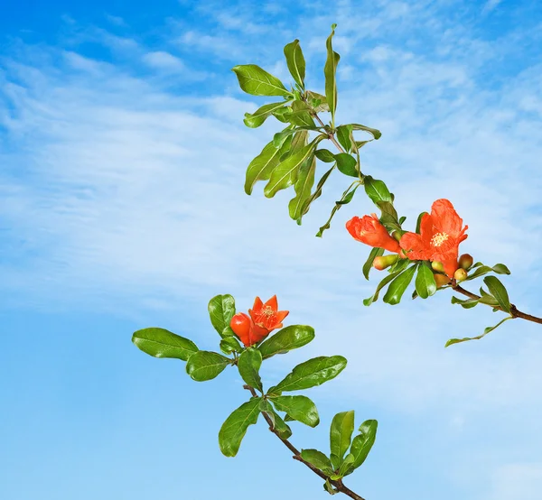 Download Pomegranate branch with flowers — Stock Photo © vaeenma ...