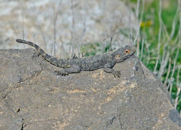 AGAMA a stone — Stock Fotó