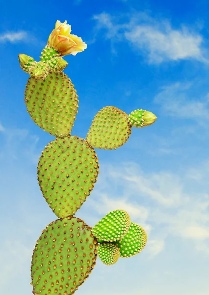 Опунция кактус — стоковое фото