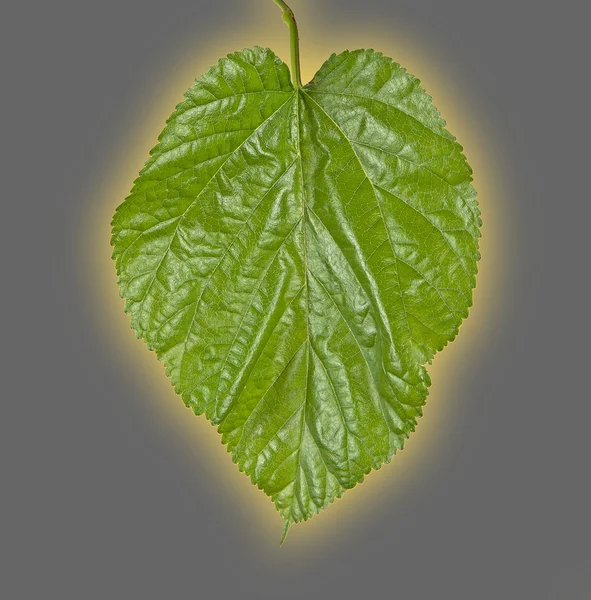 뽕나무의 잎 — 스톡 사진