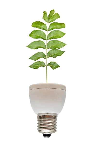 Árbol que crece de lámpara —  Fotos de Stock