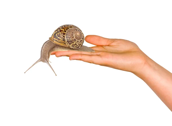 Snail on hand — Stock Photo, Image