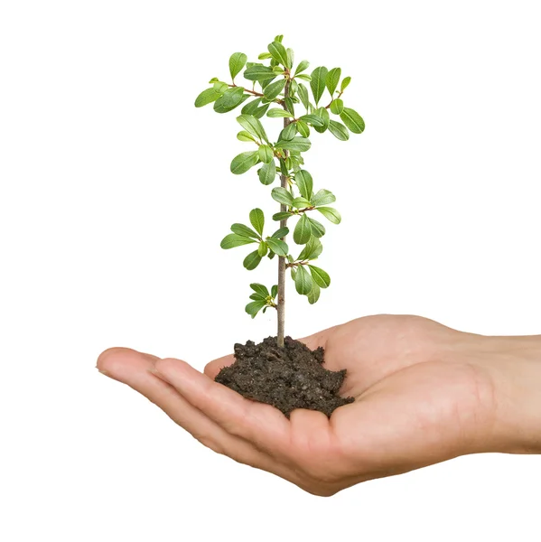 Plant in hand — Stock Photo, Image