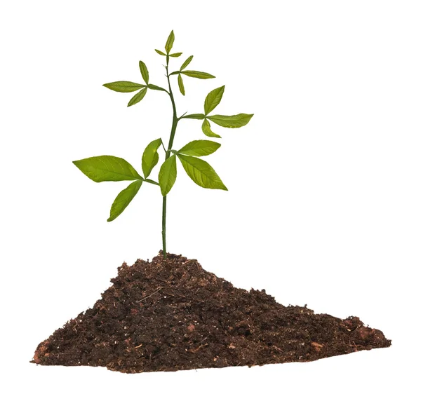 Plantan växer från marken — Stockfoto