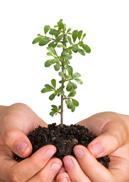 Plant in hand — Stock Photo, Image