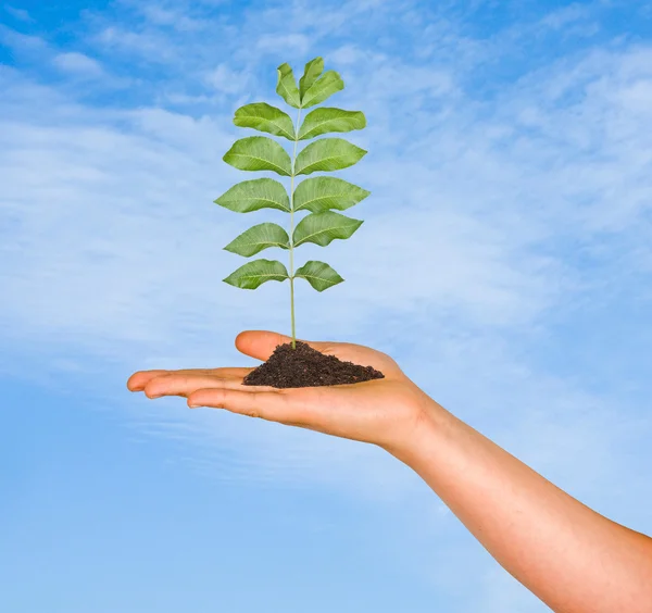 A sapling in hand as a symbol of nature protection — Stock Photo, Image