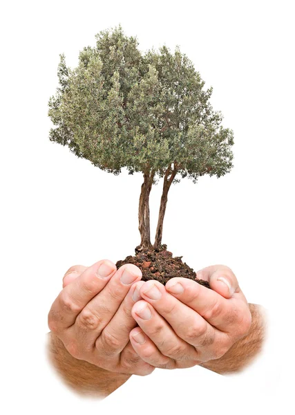 Drzewo oliwne w dłonie w prezencie — Zdjęcie stockowe