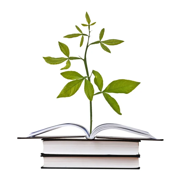 Açık kitap büyüyen bitki — Stok fotoğraf