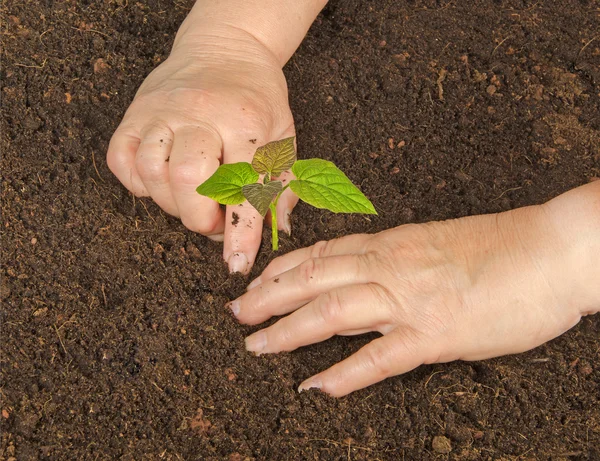 Planting a paulownia sapling — Stock Photo, Image