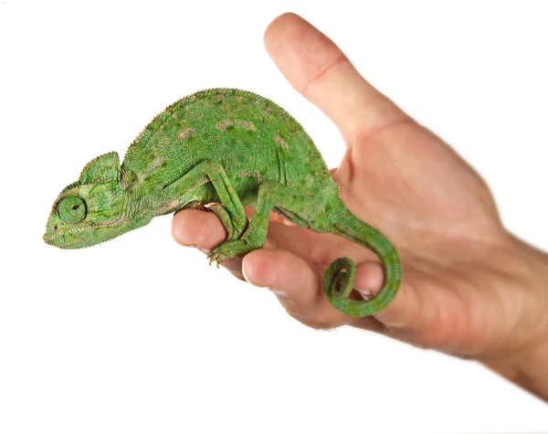 Chameleon on hand — Stock Photo, Image