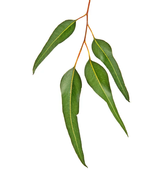 Eukalyptuszweig — Stockfoto