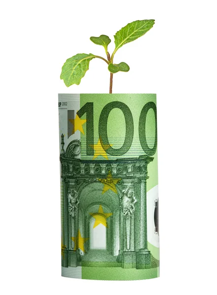 Kohl-Sämling ächzt unter Euro-Banknote — Stockfoto