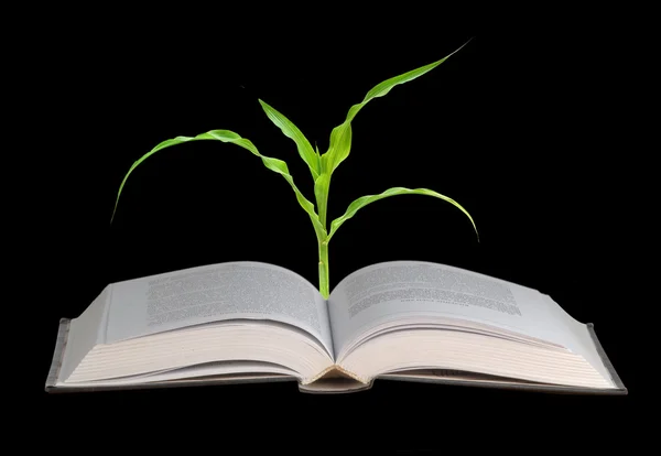 Corn growing from book — Stock Photo, Image