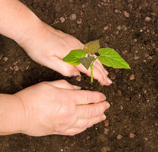 Plantar un árbol de paulownia — Foto de Stock