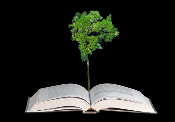 Strom, který roste z knihy — Stock fotografie
