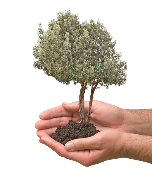 Olivenbaum in Palmen als Geschenk — Stockfoto