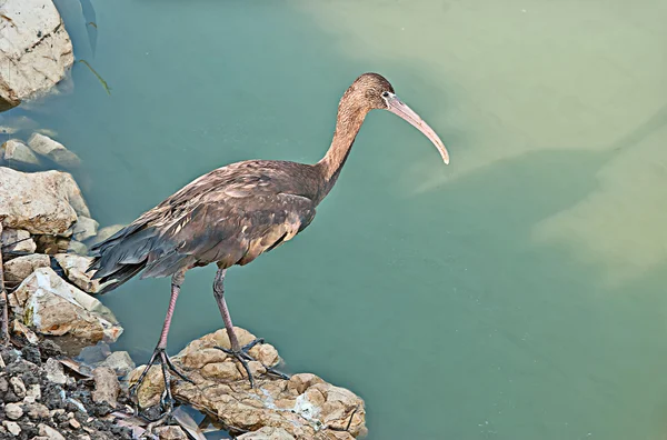 Primer plano de ibis brillante —  Fotos de Stock