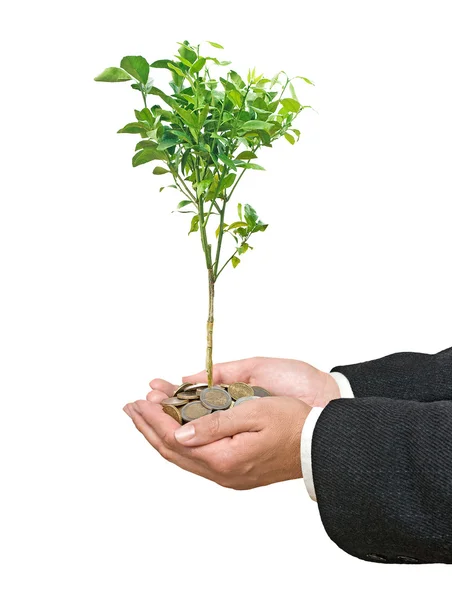 Цитрусовое дерево в руках — стоковое фото