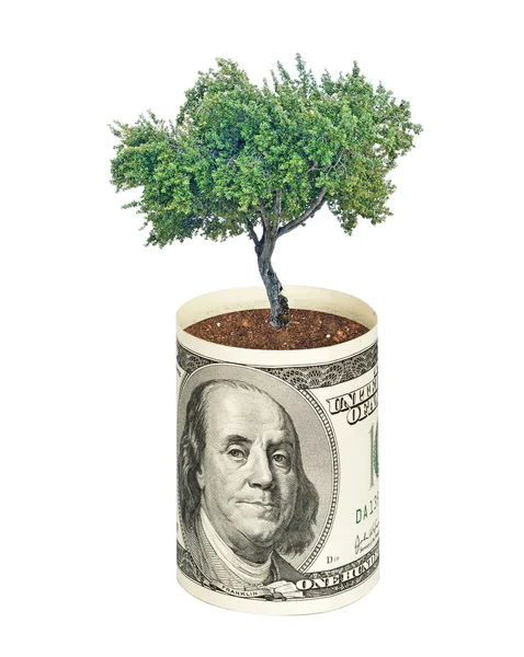 Árbol creciendo desde billete de dólar — Foto de Stock