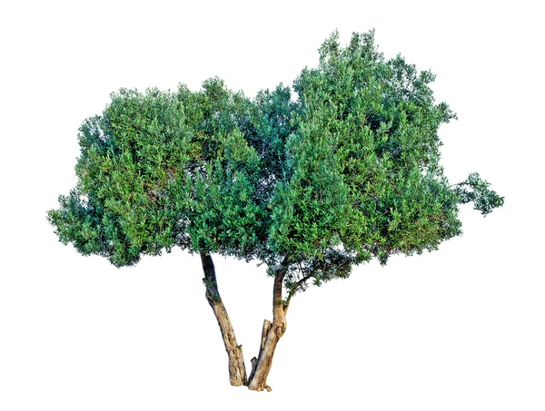 Оливковое дерево на белом фоне — стоковое фото