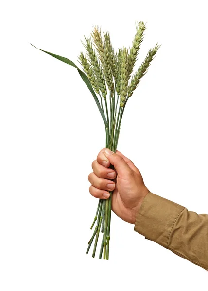 Agricultor presentando racimo de trigo como un regalo de la agricultura —  Fotos de Stock