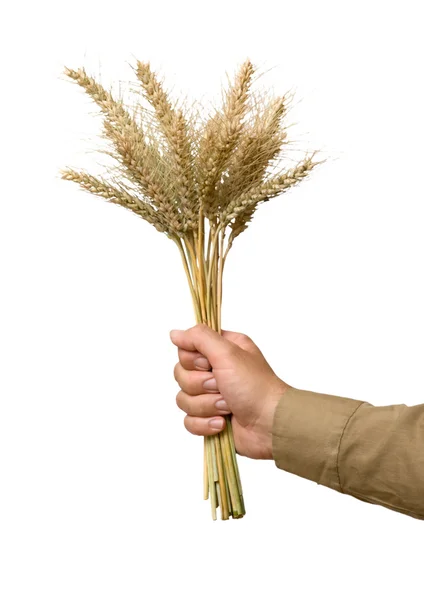 Farmer presenting bunch of wheat as a gift of agriculture — Stock Photo, Image