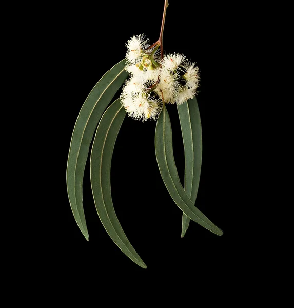 Ramo e flores de eucalipto — Fotografia de Stock