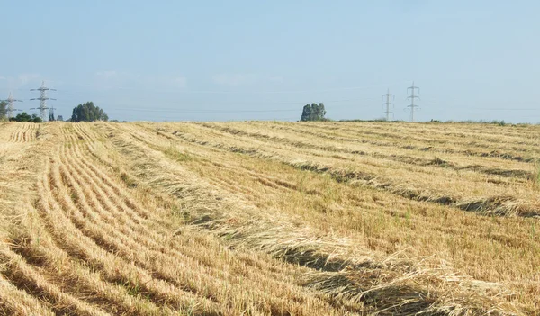 Campo de trigo cosechado —  Fotos de Stock