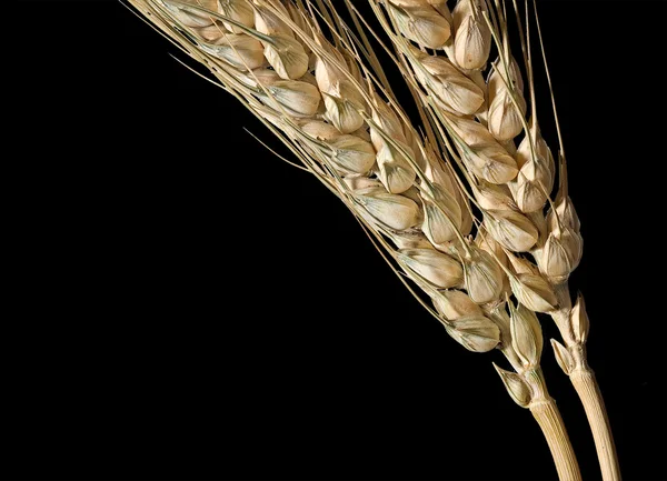 Pšenice izolované na černém pozadí — Stock fotografie