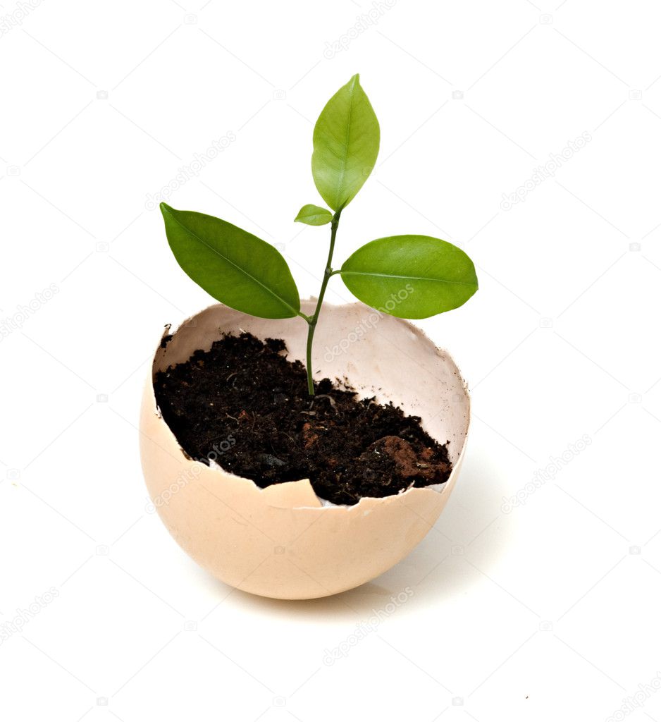 Tree growing from egg