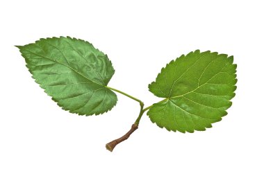 Mulberry leaves isolated on white background clipart