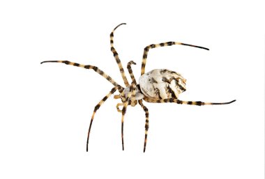 Beyaz arkaplanda izole edilmiş örümcek