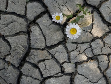 Camomile growing on barren land clipart