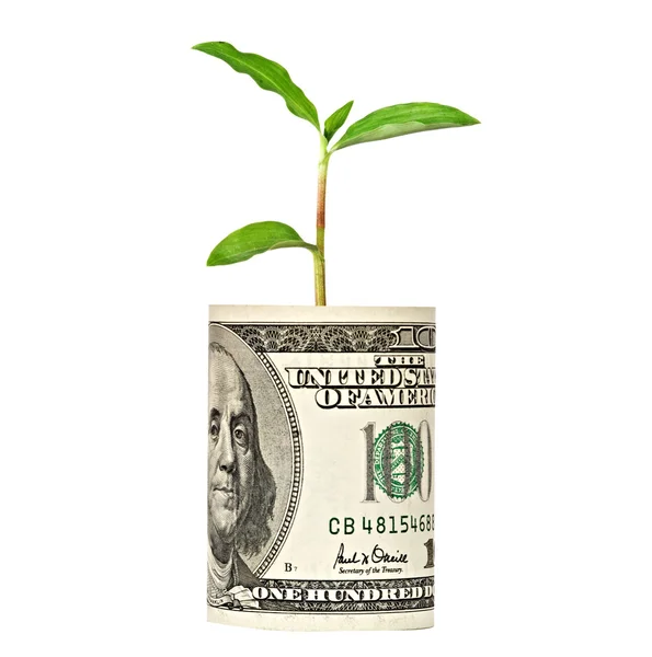 Brote de árbol que crece del billete de dólar —  Fotos de Stock