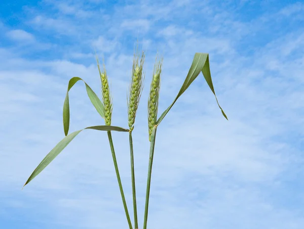 Крупним планом пшениця — стокове фото