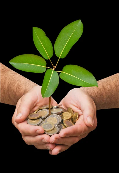 Palmeras con un árbol que crece de la pila de monedas — Foto de Stock
