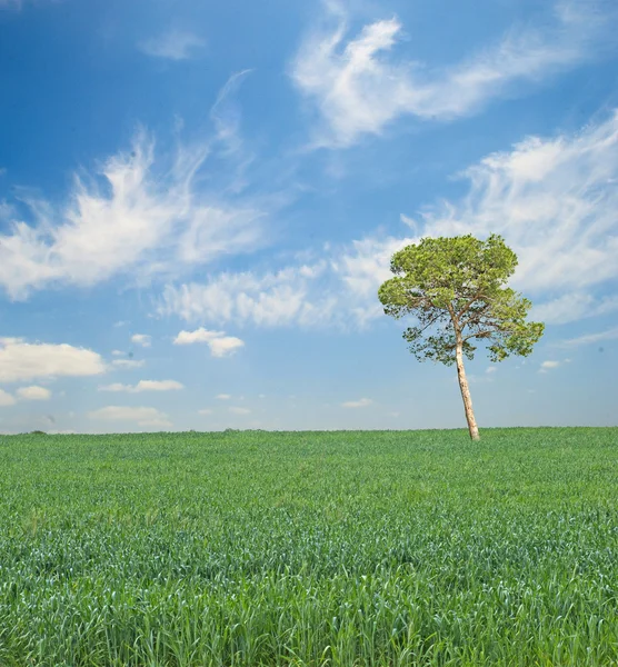 Baum auf Feld — Stockfoto