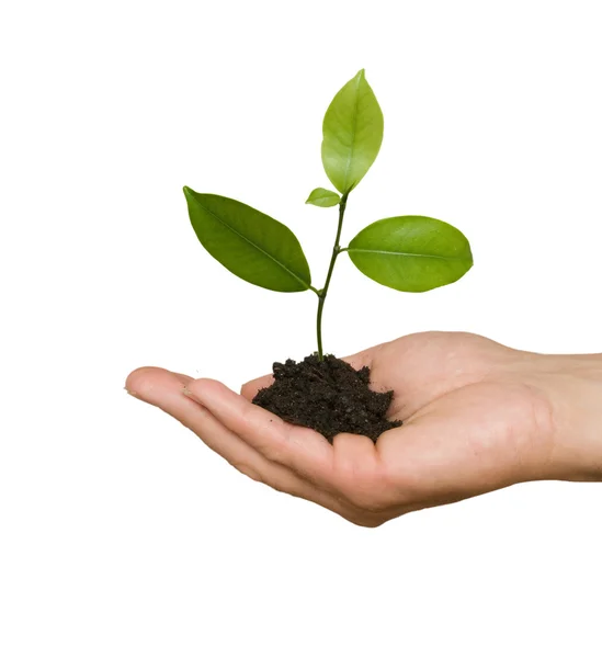 Tree seedling in hand as a symbol of nature protection — Stock Photo, Image