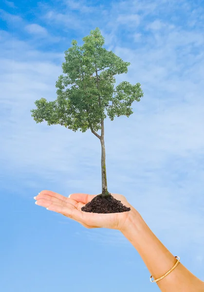 Träd i handen som en symbol för naturskydd — Stockfoto
