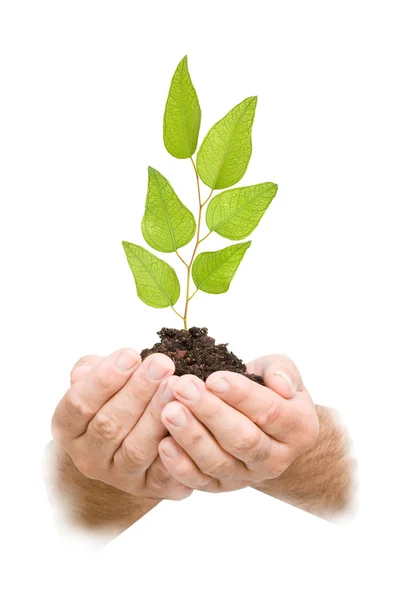 Zaailing van de boom in handen als een symbool van bescherming van de natuur — Stockfoto