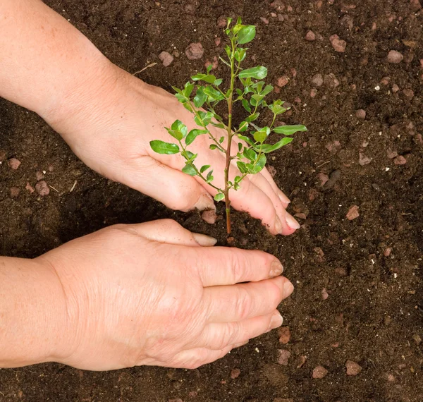 Plantera ett träd — Stockfoto